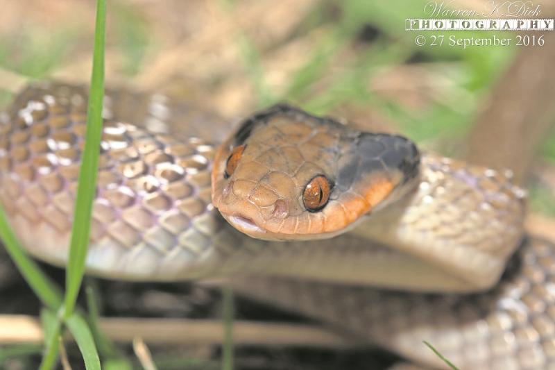 Prepare For Herald Snakes Return In Your Gardens Southlands Sun